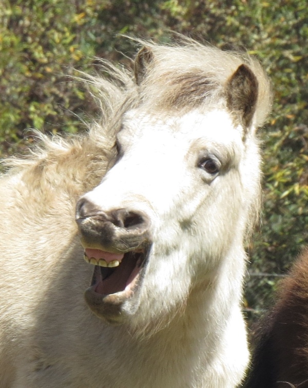 pony smiling